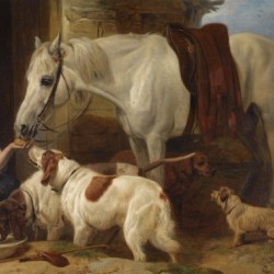 Feeding the animals